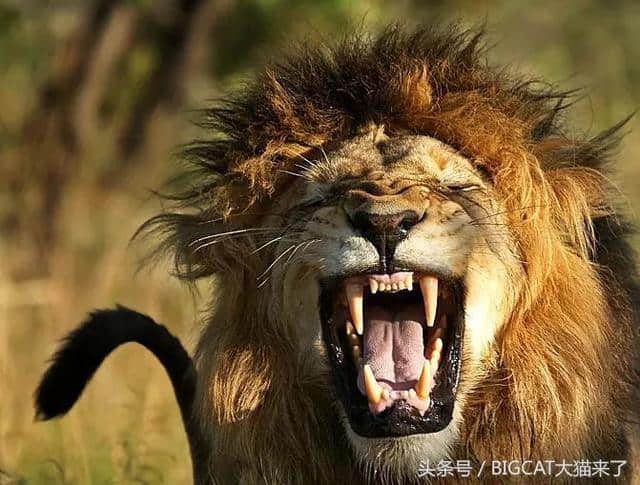 雄狮的鬃毛有什么作用？科学家把假雄狮放到真狮群里才找到答案