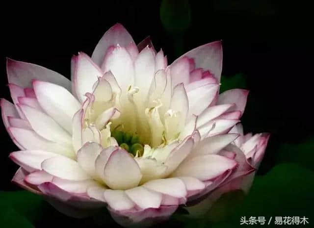 佛教珍品观赏莲花：千瓣莲