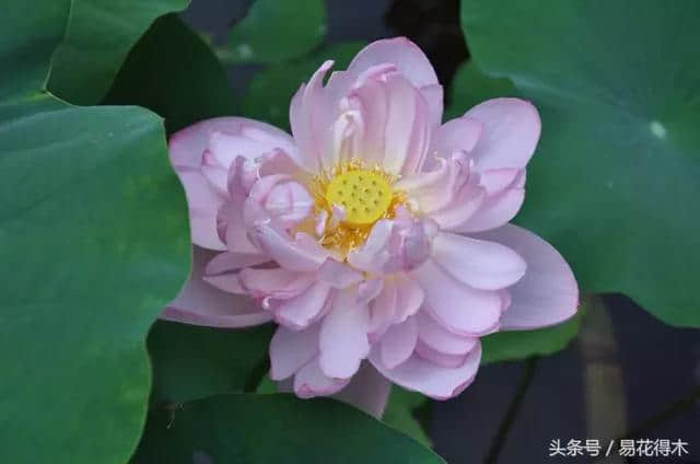 佛教珍品观赏莲花：千瓣莲