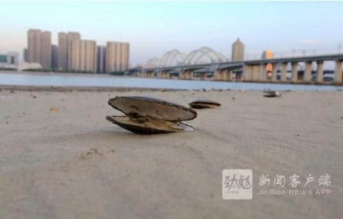 松花江哈尔滨段水位11年来最低 113.64米！江底变陆地