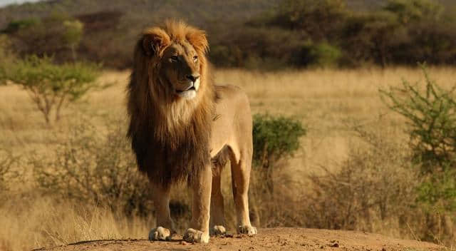 非洲草原羚羊与狮子的角逐，羚羊：大哥别杀我！不杀你我吃什么？