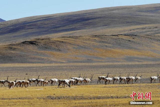 西藏阿里地区现藏羚羊迁徙“大军”,成都一高架桥爬满爬山虎 车辆如同穿梭“森林隧道”