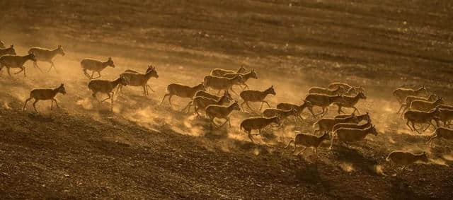 一部艰难的藏羚羊保护史，可可西里保护区申遗成功的背后......