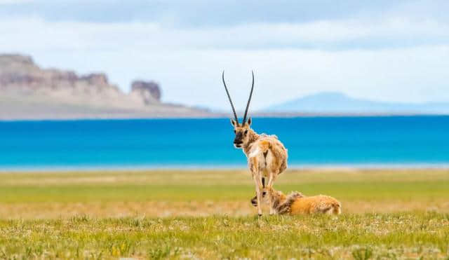 一部艰难的藏羚羊保护史，可可西里保护区申遗成功的背后......