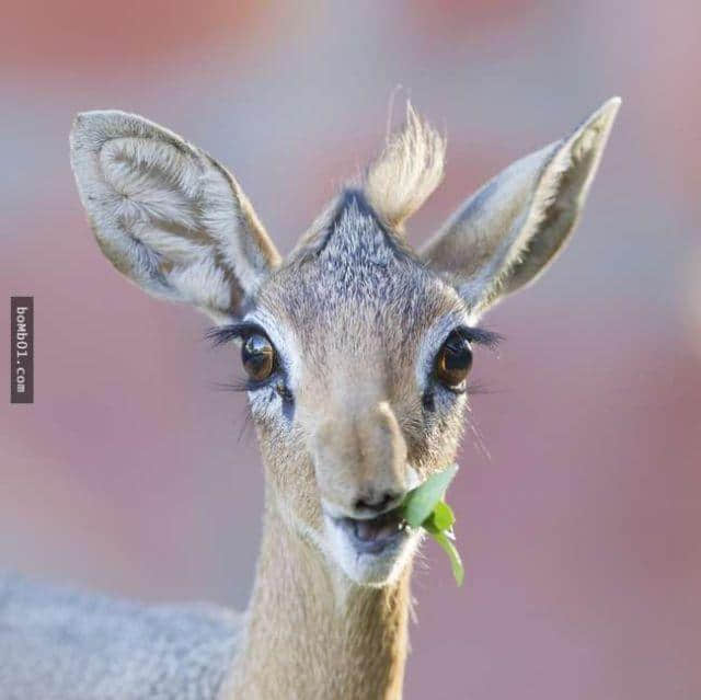 世界最娇小的羚羊 拥有像妖精般的长睫毛大眼睛