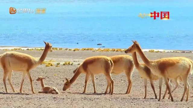 可可西里藏羚羊数量增长三倍的背后，是他们在守护！
