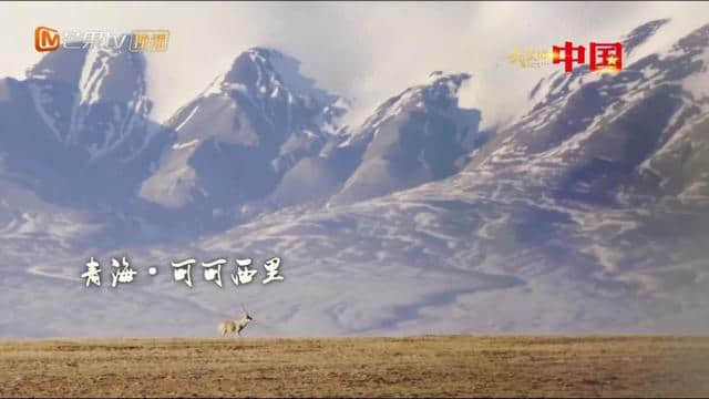 可可西里藏羚羊数量增长三倍的背后，是他们在守护！