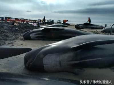 150只短肢领航鲸于澳大利亚西海岸搁浅，仅15只幸存！