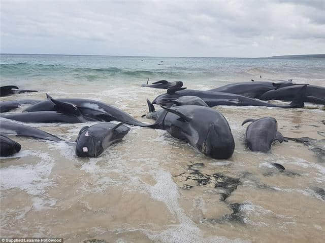 150多头领航鲸搁浅澳洲海滩，仅5头幸存