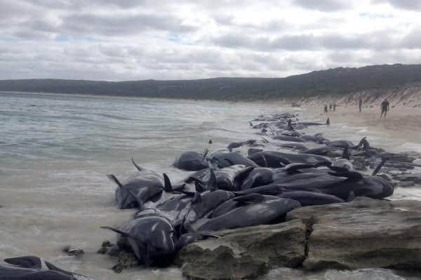 150多头领航鲸搁浅澳洲海滩，仅5头幸存