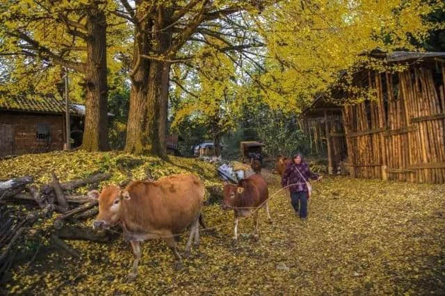 佛山人完美的踏秋旅行，这个在一片古银杏林之下的村落，秋色甚美