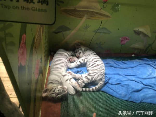开了辆十代雅阁游广州长隆动物园 动物看见了都忍不住往上蹭