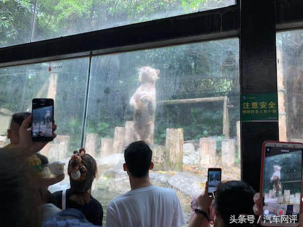 开了辆十代雅阁游广州长隆动物园 动物看见了都忍不住往上蹭
