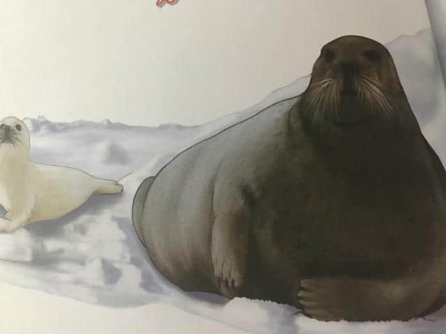 海豹生活在冰天雪地里，为什么不怕冷