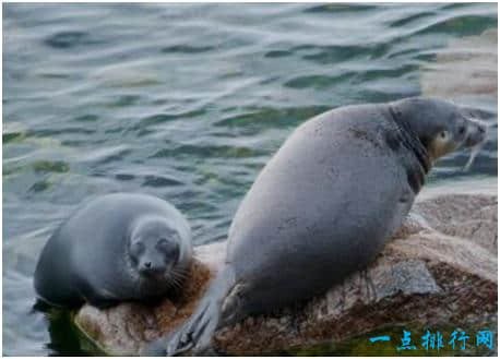 世界上最小的海豹，贝加尔海豹体长1米左右，生活在淡水中