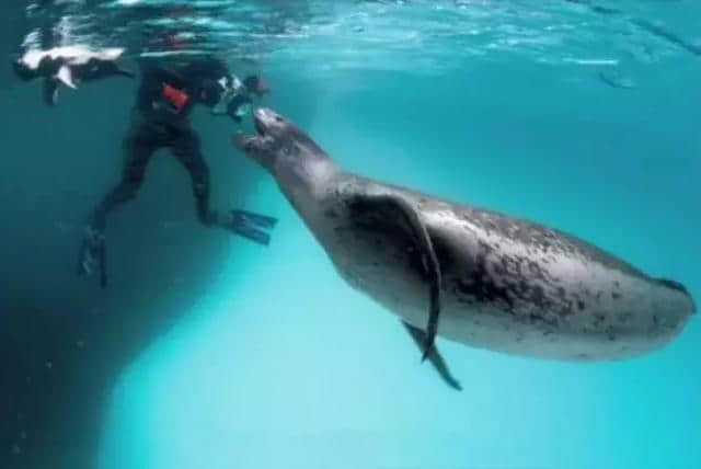 海豹把人类潜水员当成幼崽，抓企鹅喂养四天，潜水员被深深触动！