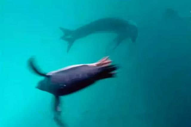 海豹把人类潜水员当成幼崽，抓企鹅喂养四天，潜水员被深深触动！