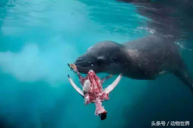 一个被豹斑海豹投喂了四天的摄影师