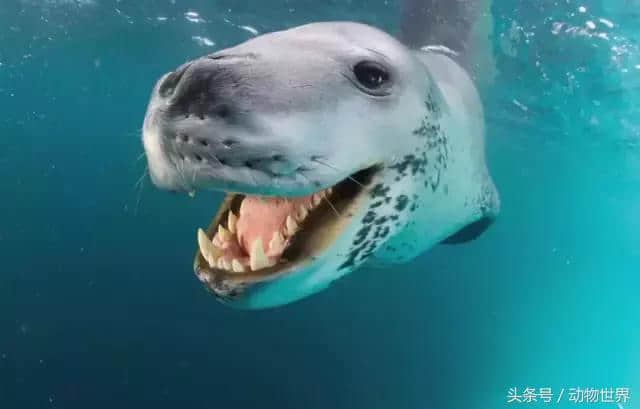 一个被豹斑海豹投喂了四天的摄影师