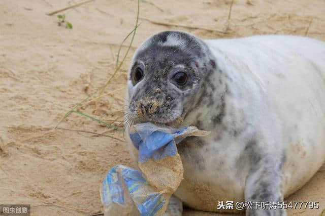 科学未解之谜之27  海豹会说人话，这是真的吗，不信你接着往下看