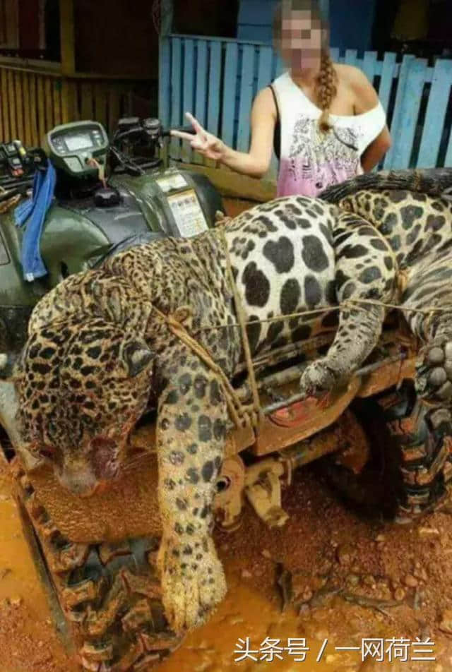 苏里南猎杀美洲豹行为曝光，被指跟华人有关