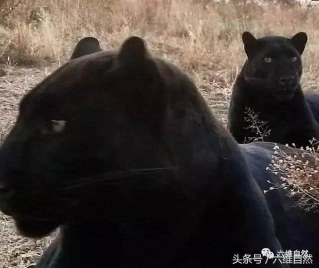 黑美洲豹，看上去是不是比美洲豹更凶猛？