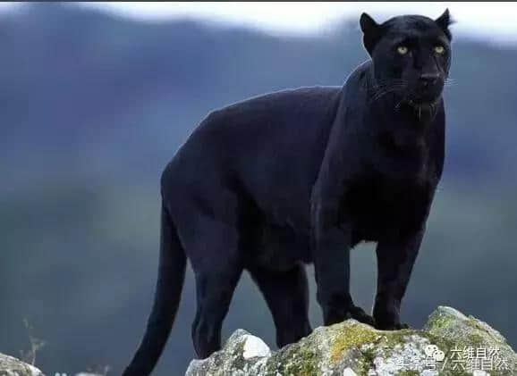 黑美洲豹，看上去是不是比美洲豹更凶猛？