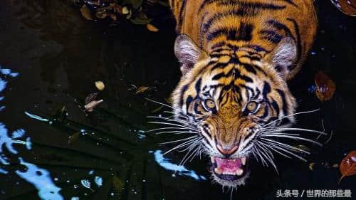 美洲豹可以轻松杀死一只苏门答腊虎吗？它们俩谁厉害？
