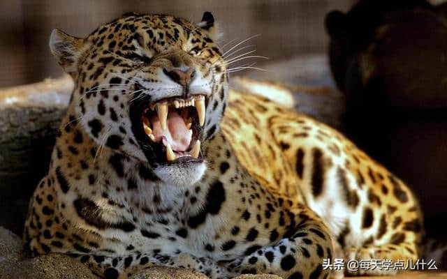 美洲豹独特的捕猎技能让它无敌，为何它的数量却在不断下降？