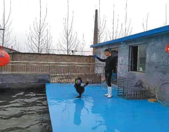 海狮非法展演：塑料水池涂成蓝色 1只海狮3天赚5万