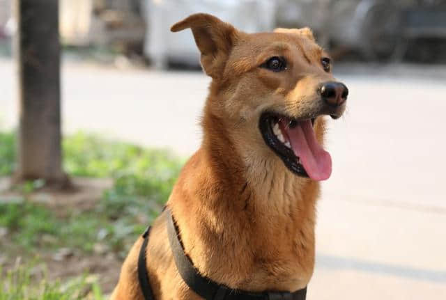 不要再说中华田园犬有什么好养的，现在就给你养它的八个理由！
