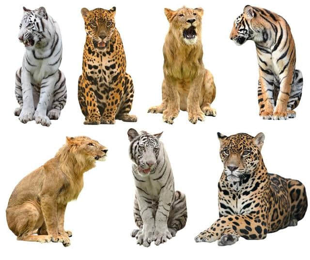 美洲豹：美洲的基石物种，鳄鱼的“终结者”，猫科动物咬合力之最
